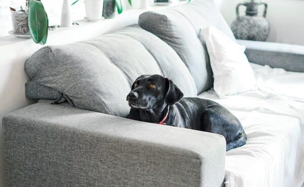 The Best Couches For Dog Owners in 2022