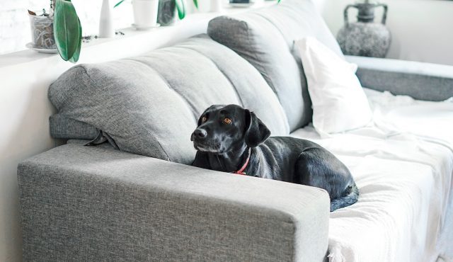 best-couches-for-dogs